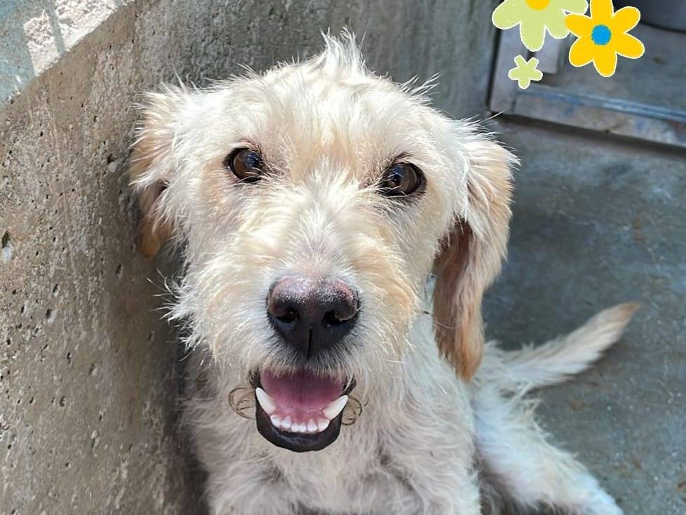Foto dell'animale