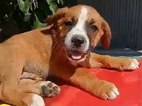Foto 3 dell'animale