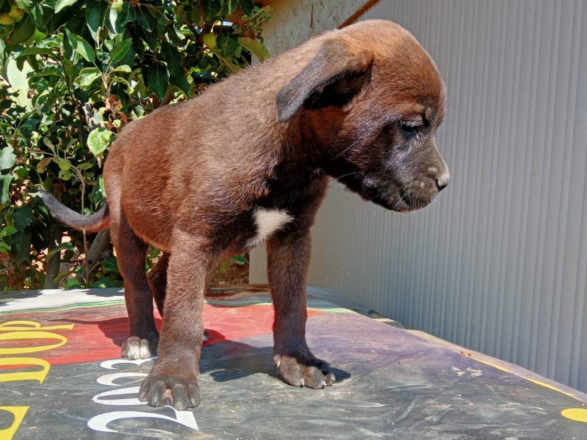Adotta un cane, taglia media, femmina, Bergamo