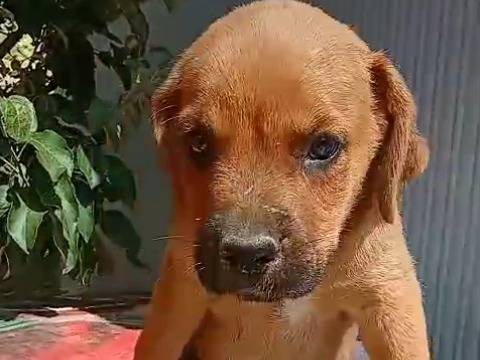 Foto 3 dell'animale