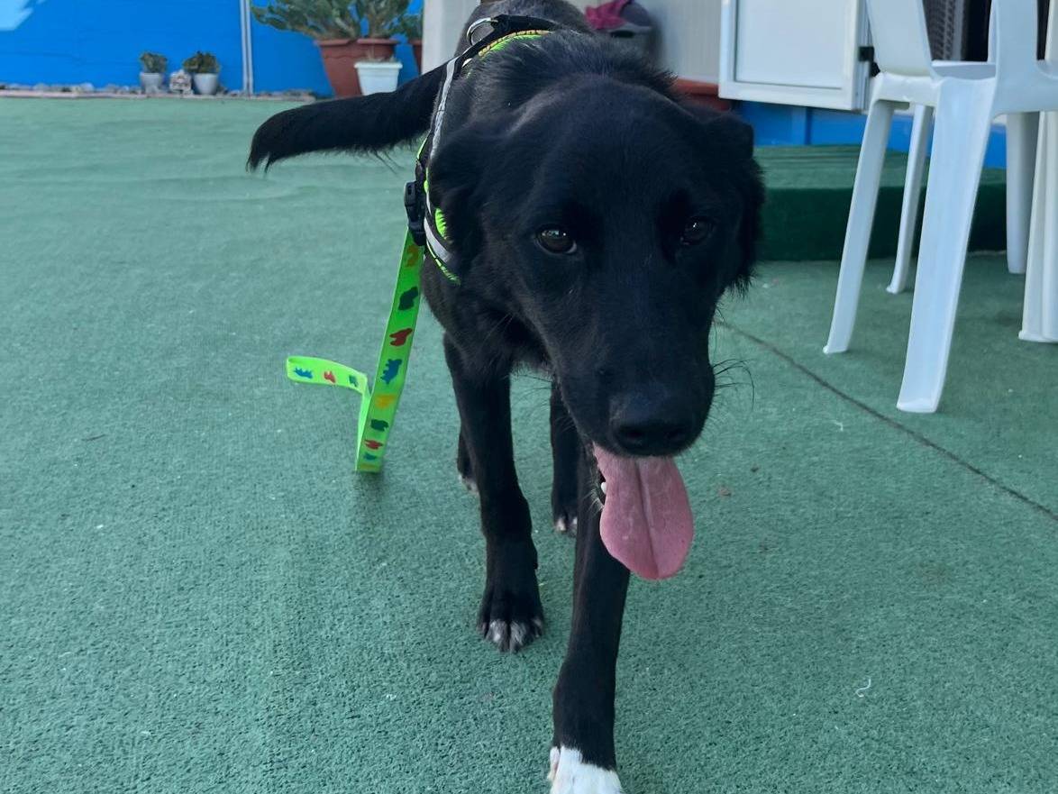 Adotta un cane, taglia media contenuta, maschio, Cosenza