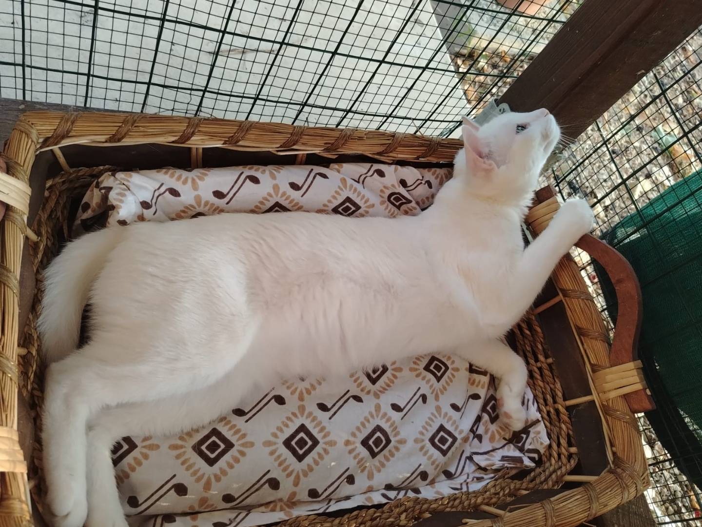 Vuoi adottare un gatto a Brescia?