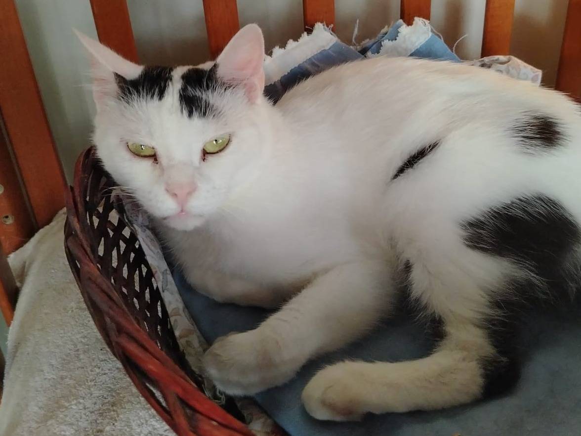 Adotta un gatto, maschio, 5 anni  e 2 mesi , Brescia