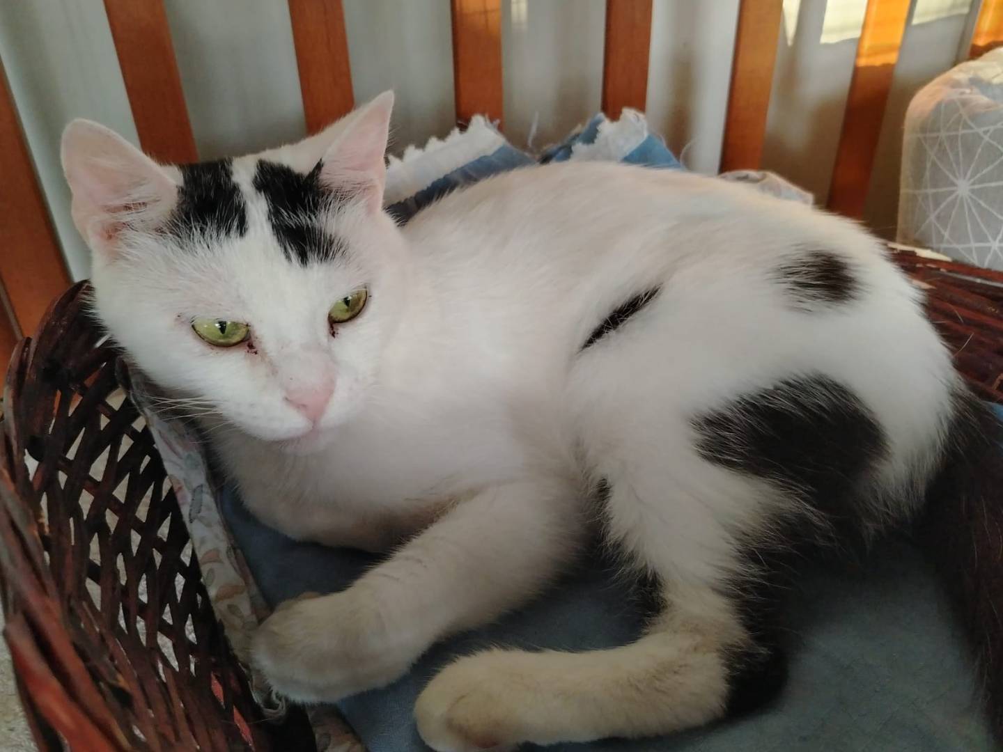 Adotta un gatto, taglia non valida, maschio, Brescia