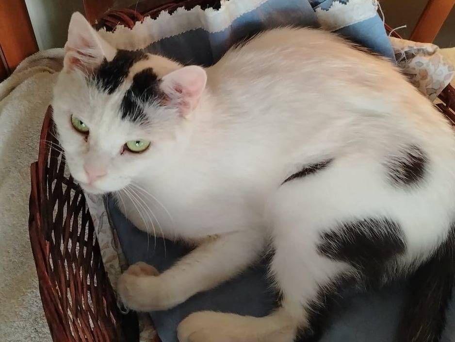 Vuoi adottare un gatto a Brescia?
