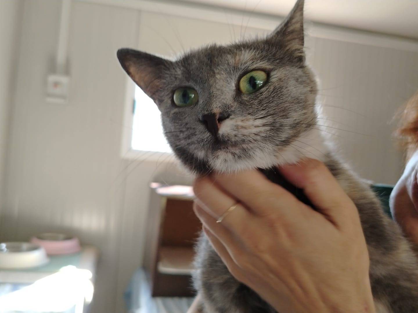 Vuoi adottare un gatto a Brescia?