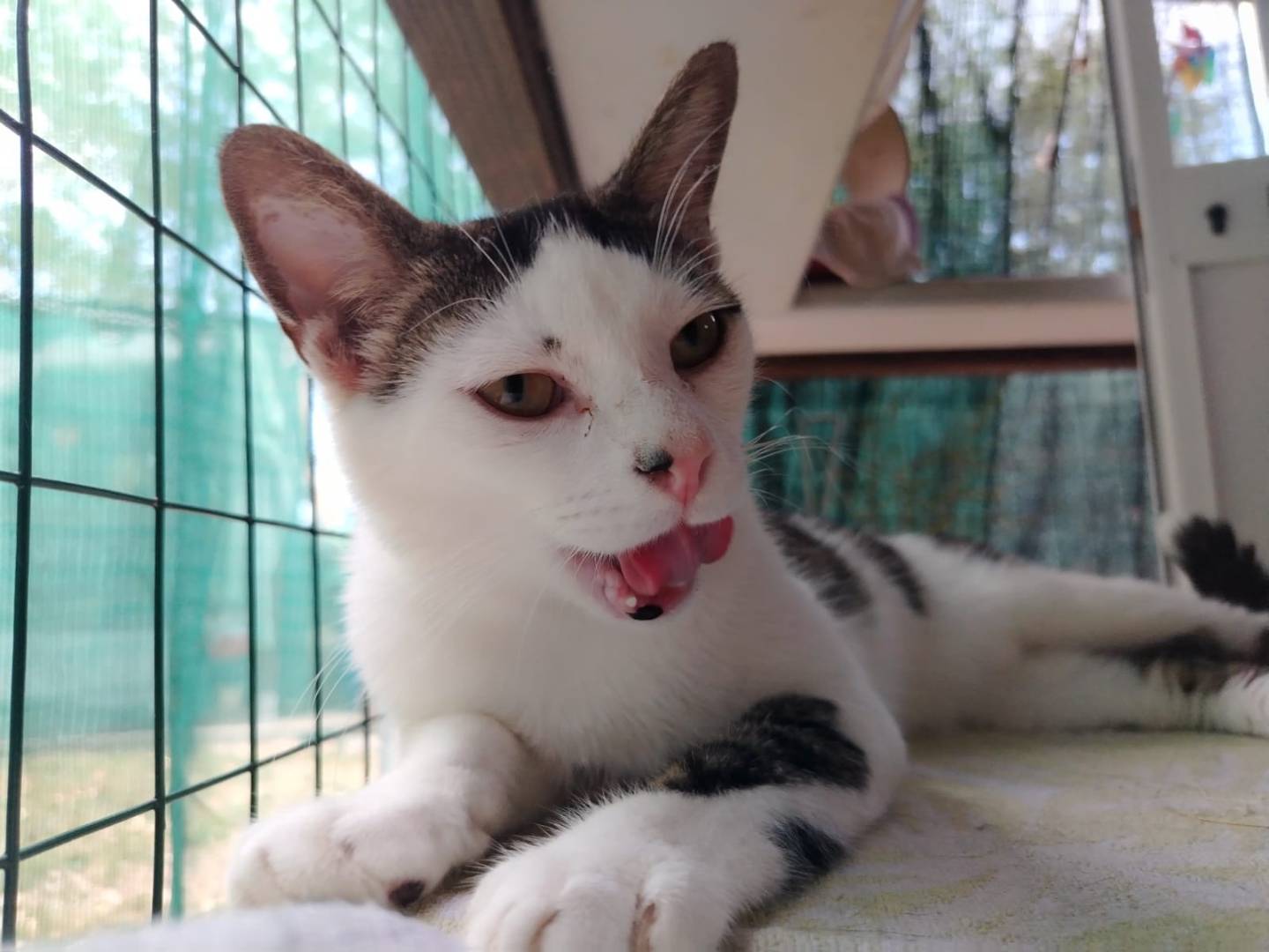 Adotta un gatto, maschio, 1 anno e 3 mesi , Brescia
