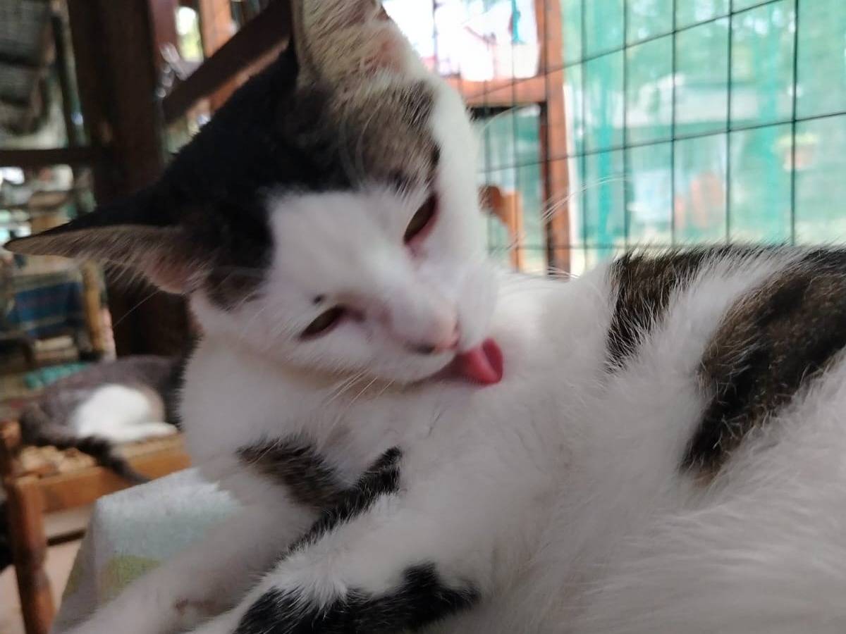 Adotta un gatto, taglia non valida, maschio, Brescia