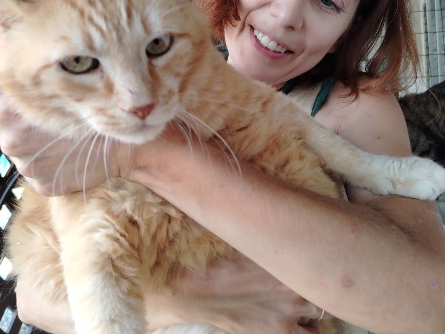 Adotta un gatto, maschio, 10 anni  e 1 mese, Brescia
