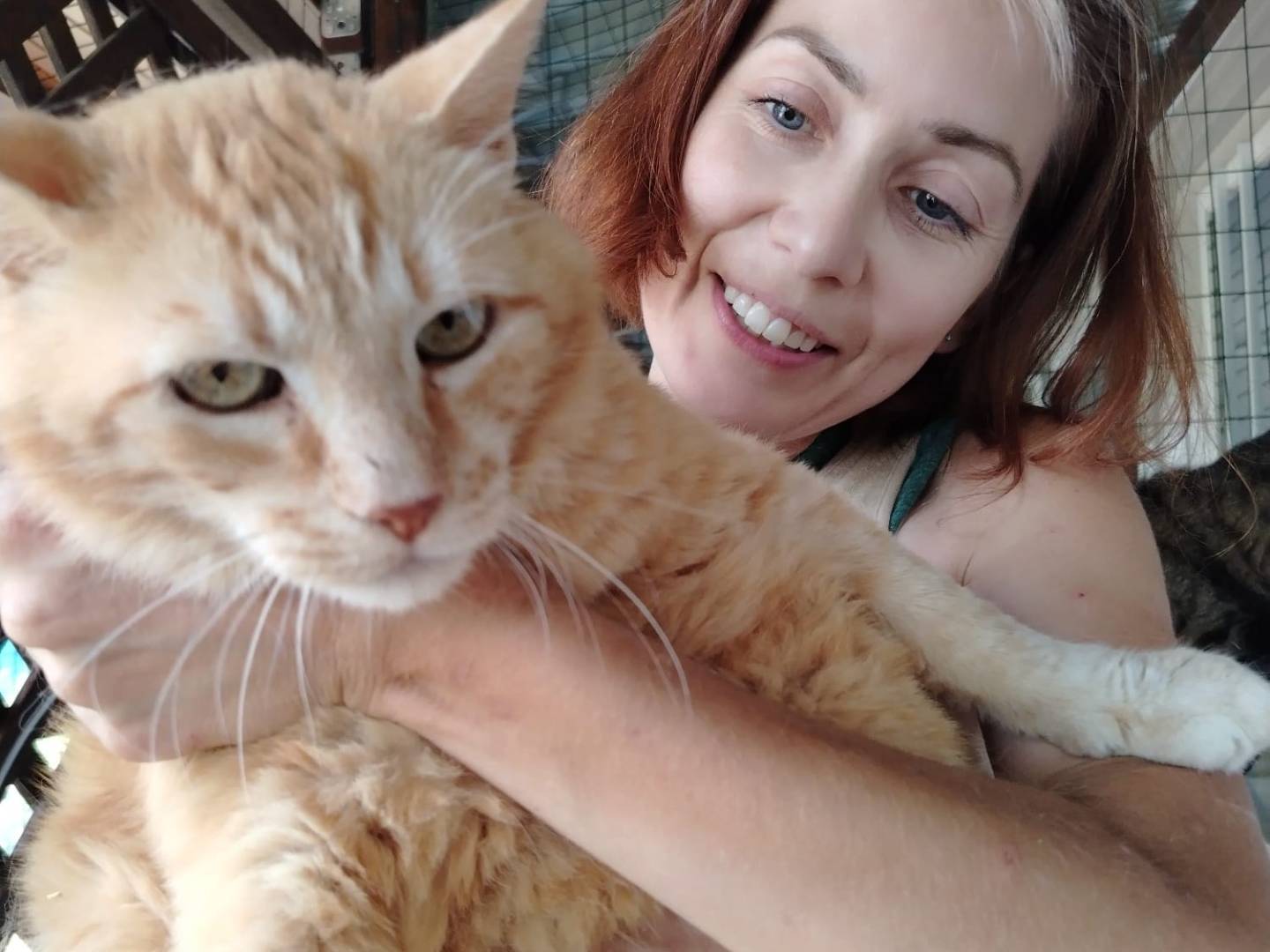 Adotta un gatto, taglia non valida, maschio, Brescia
