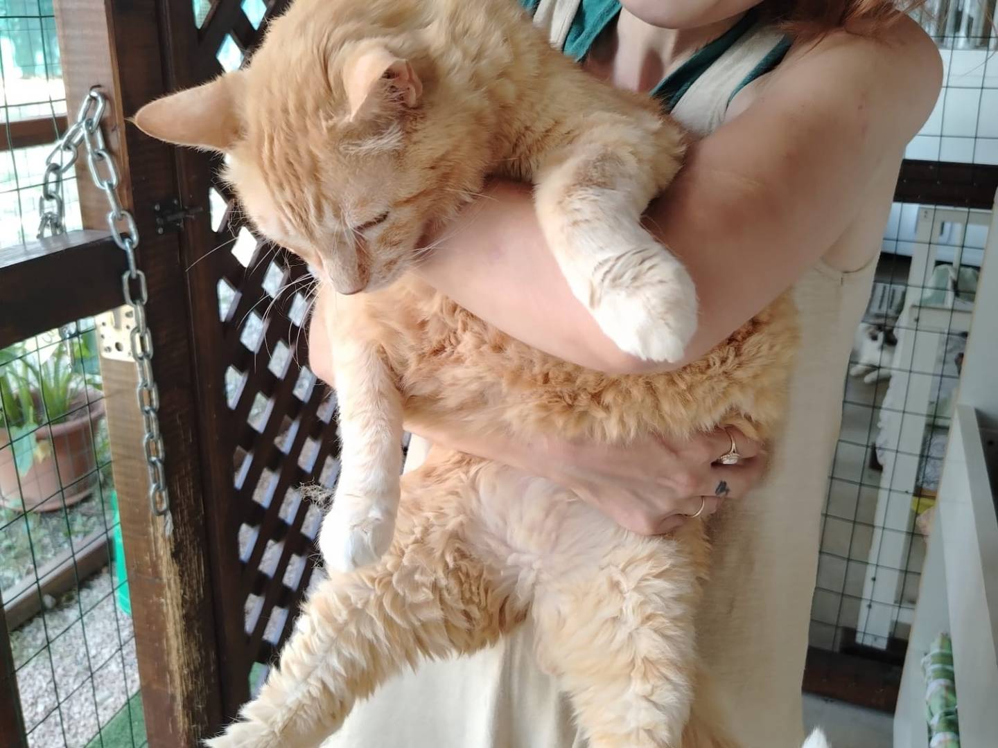 Vuoi adottare un gatto a Brescia?