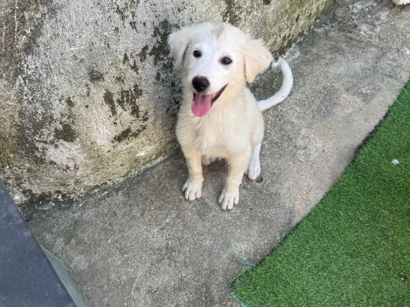 Adotta il cane ISABELLA a Caserta