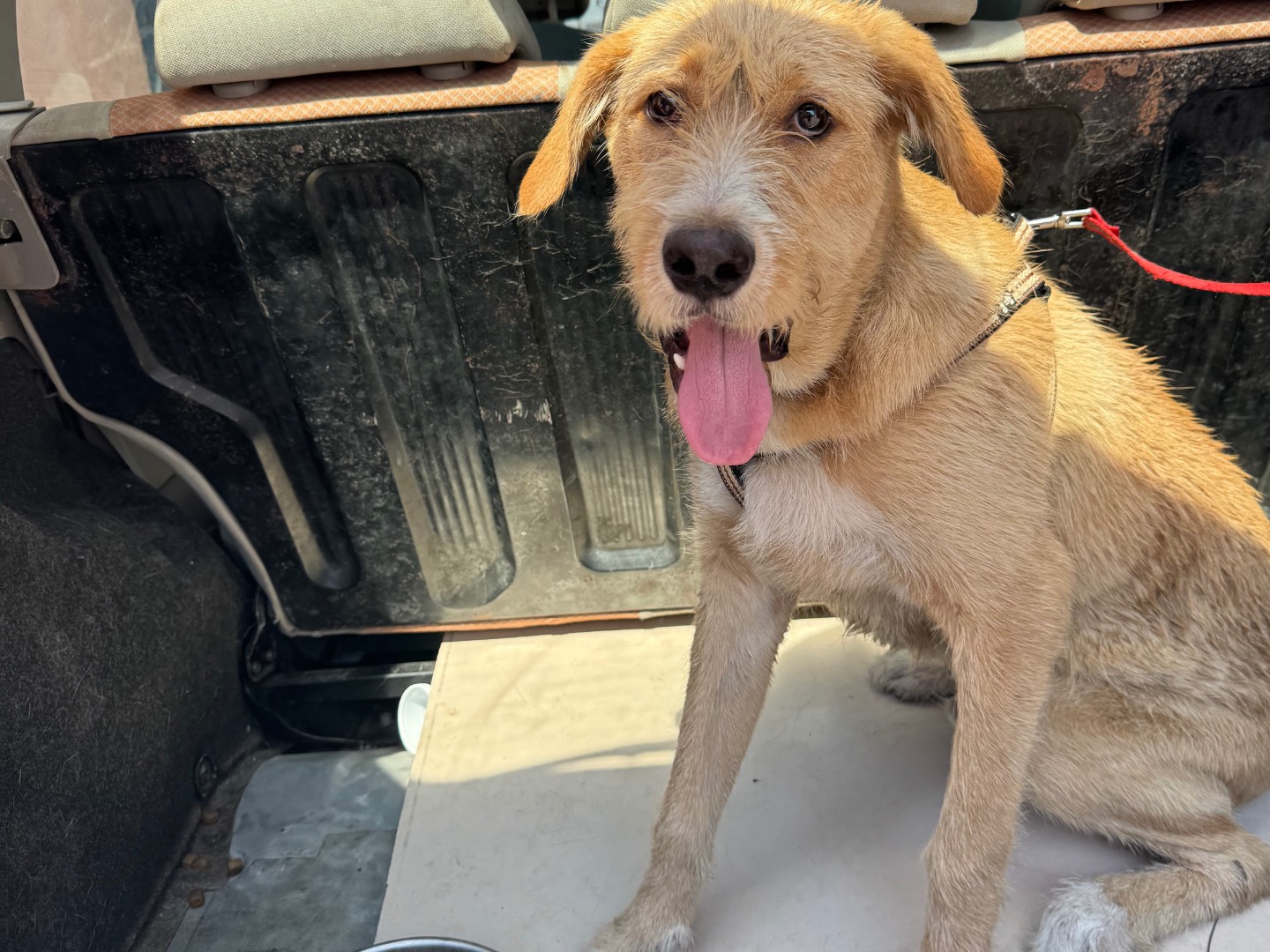 Adozione cane, maschio, Razza sconosciuta Razza sconosciuta, 8 mesi, taglia media, Caserta