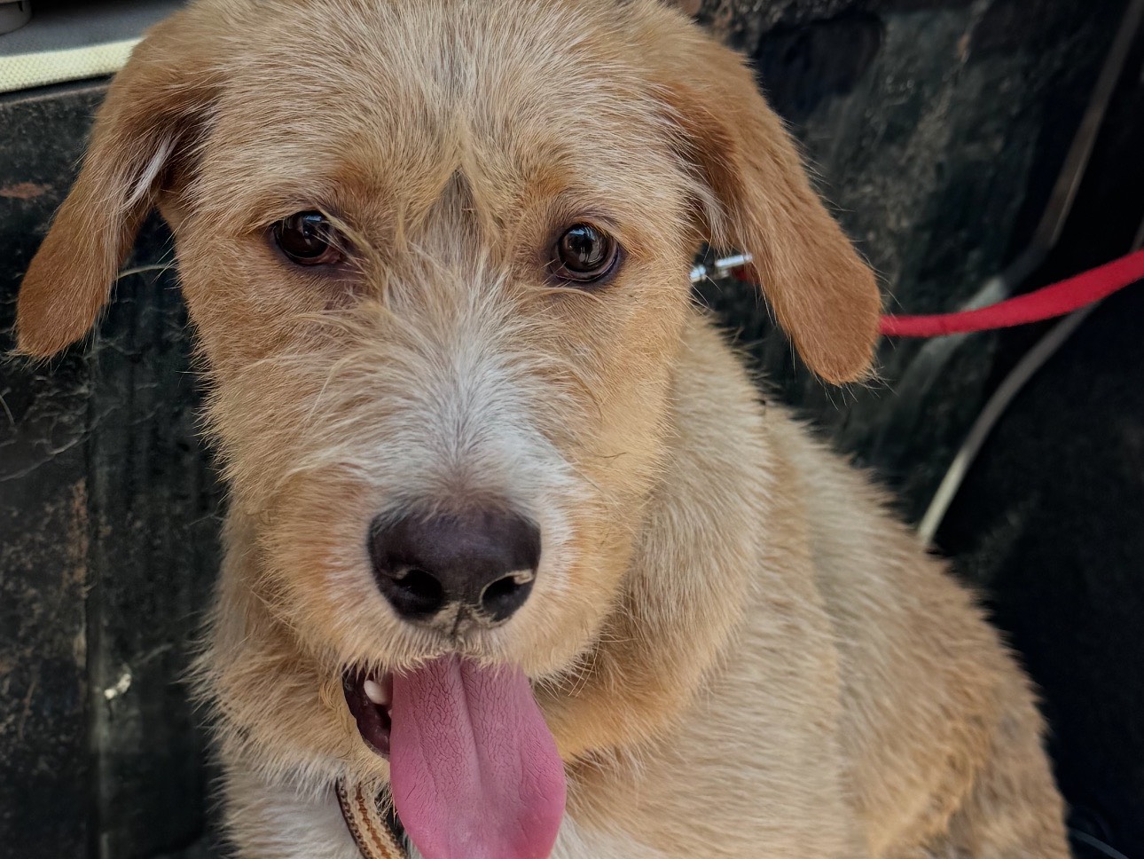 Adotta un cane, maschio, 8 mesi, Caserta