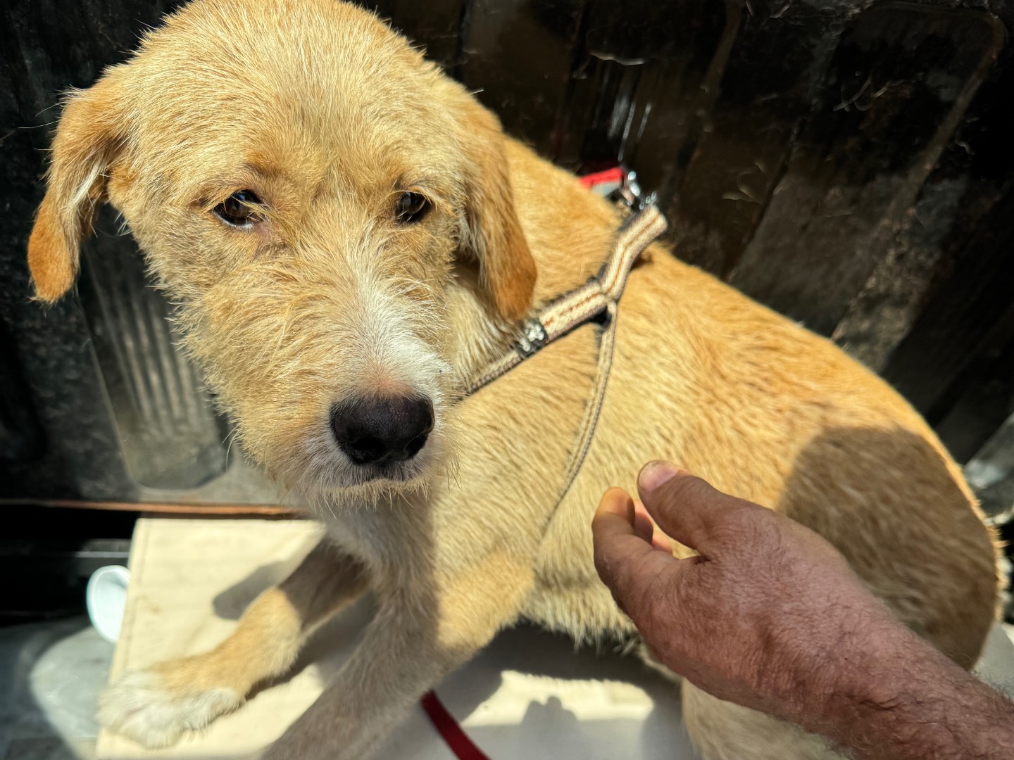 Adotta un cane, taglia media, maschio, Caserta