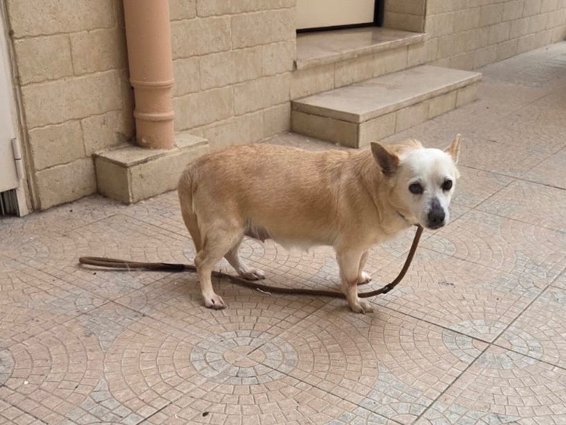 Adotta un cane, femmina, 8 anni  e 1 mese, Bari