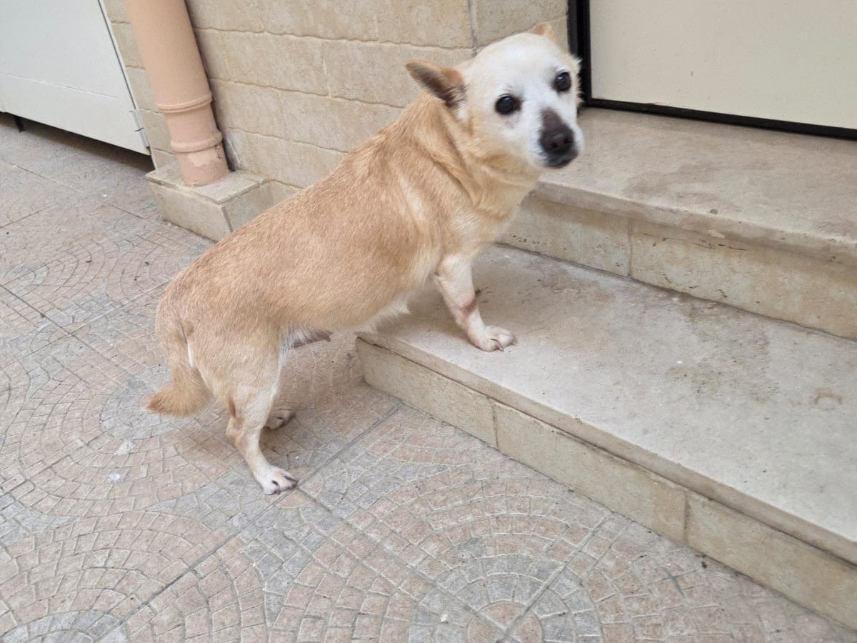 Adotta un cane, taglia piccola, femmina, Bari