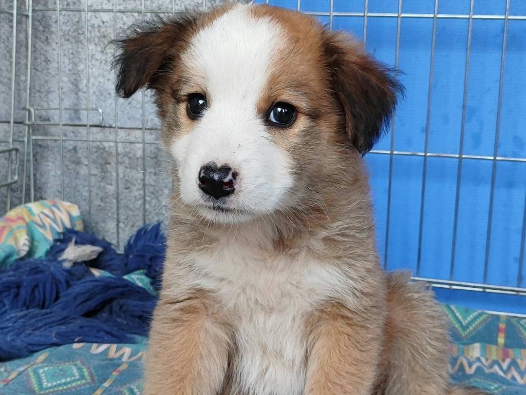 Foto dell'animale