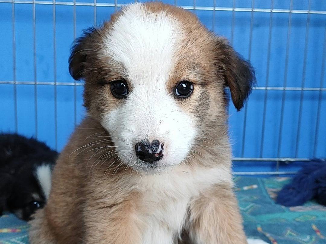 Adotta un cane, femmina, 1 mesi, Messina