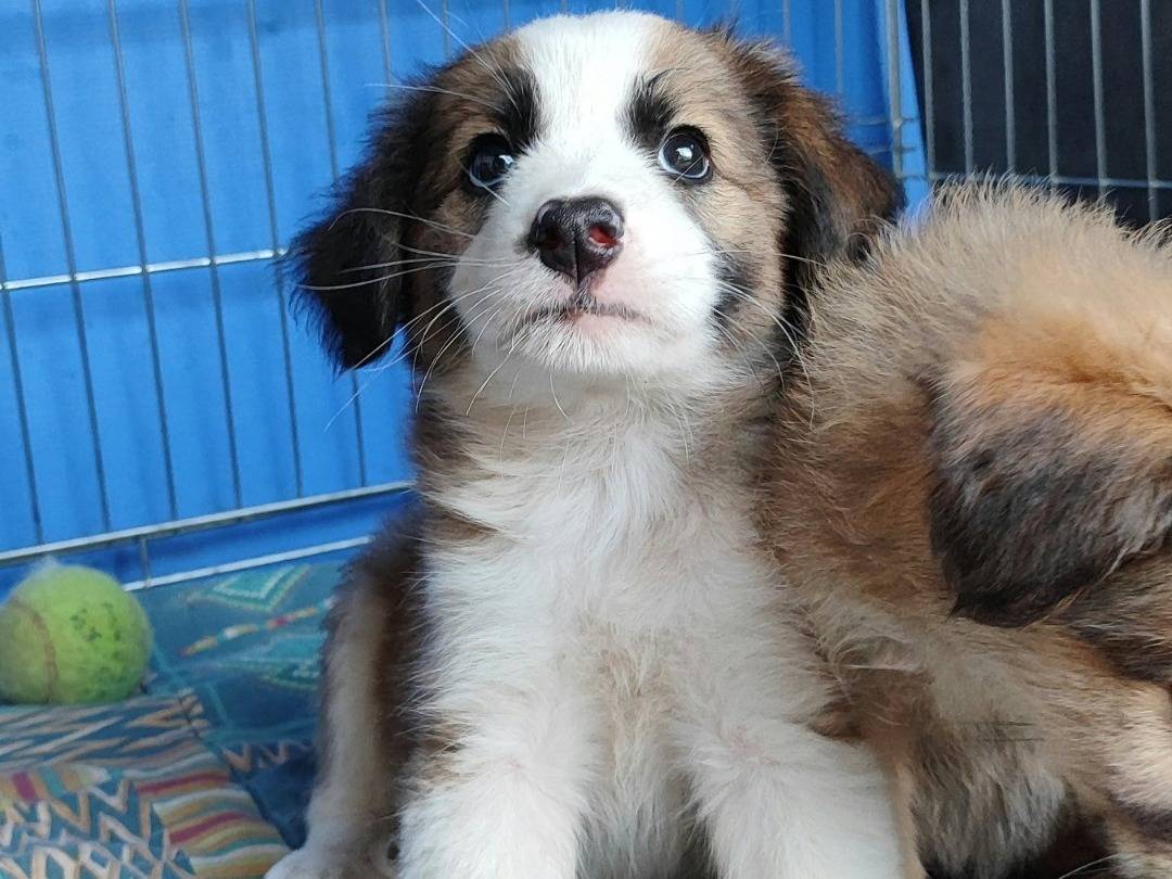 Adotta un cane, femmina, 1 mesi, Messina