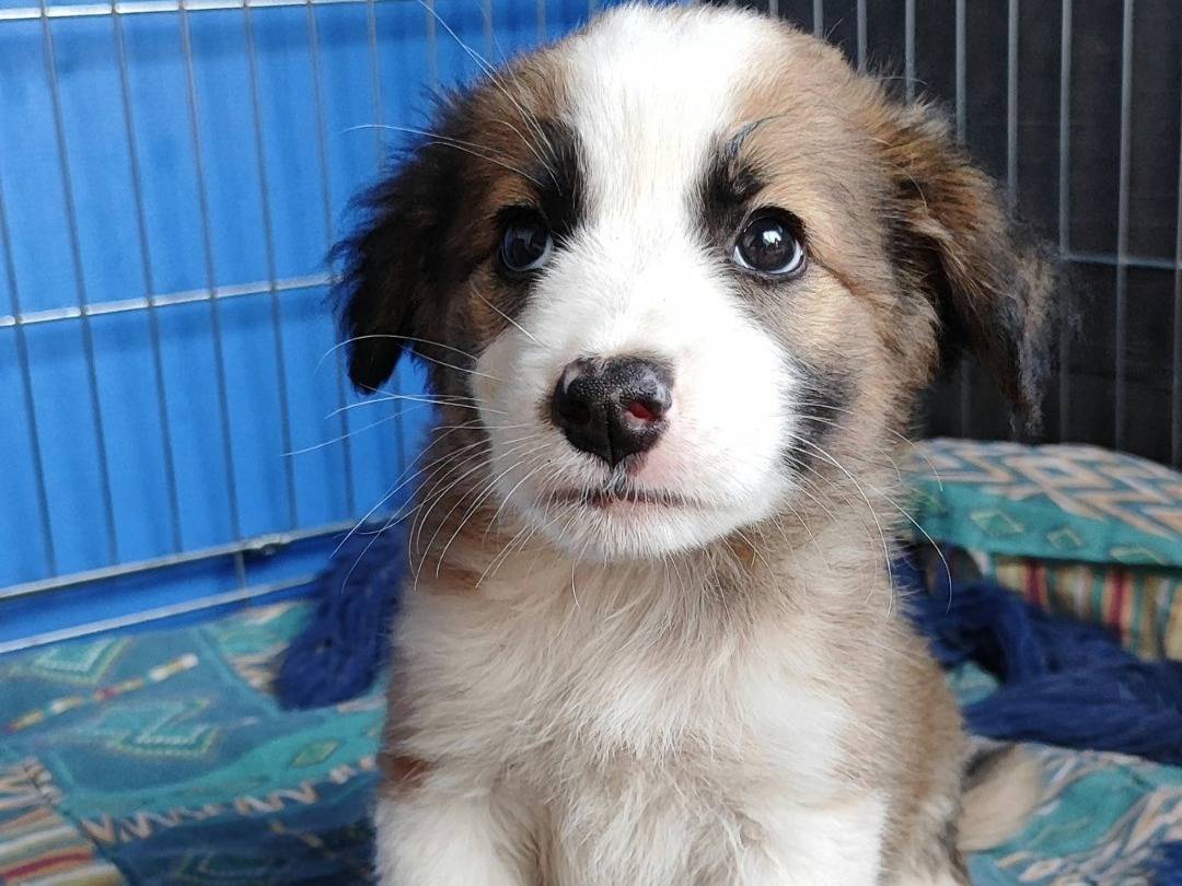 Adotta un cane, taglia grande, femmina, Messina