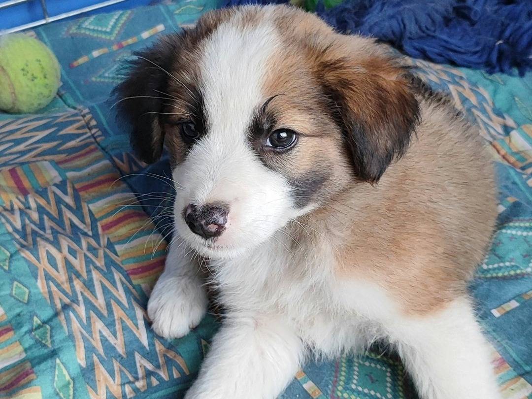 Vuoi adottare un cane a Messina?