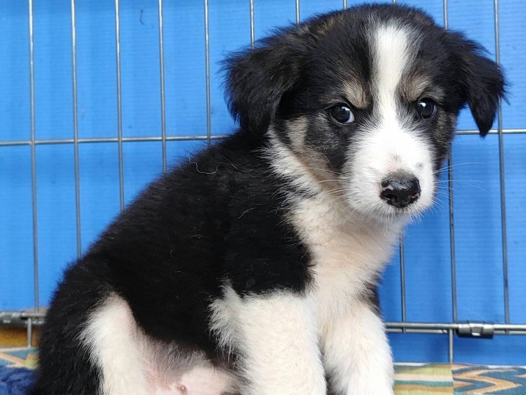 Adotta un cane, taglia grande, femmina, Messina