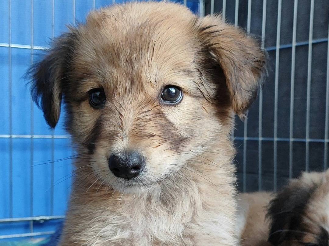 Adotta un cane, taglia grande, maschio, Messina