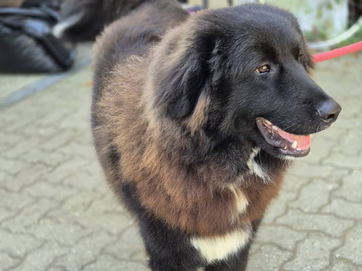 Adotta un cane, taglia grande, maschio, Torino