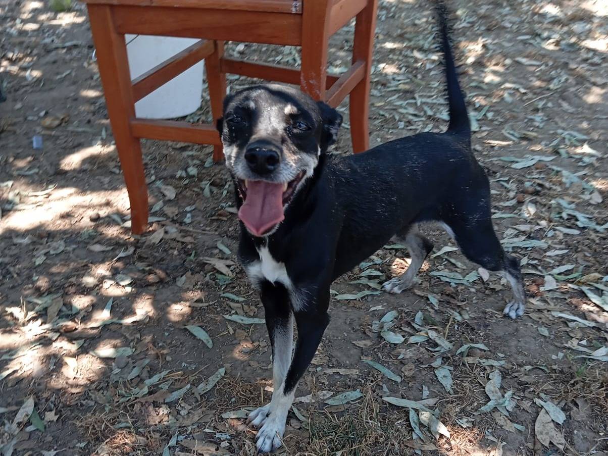 Adotta un cane, femmina, 3 anni  e 5 mesi , Caserta
