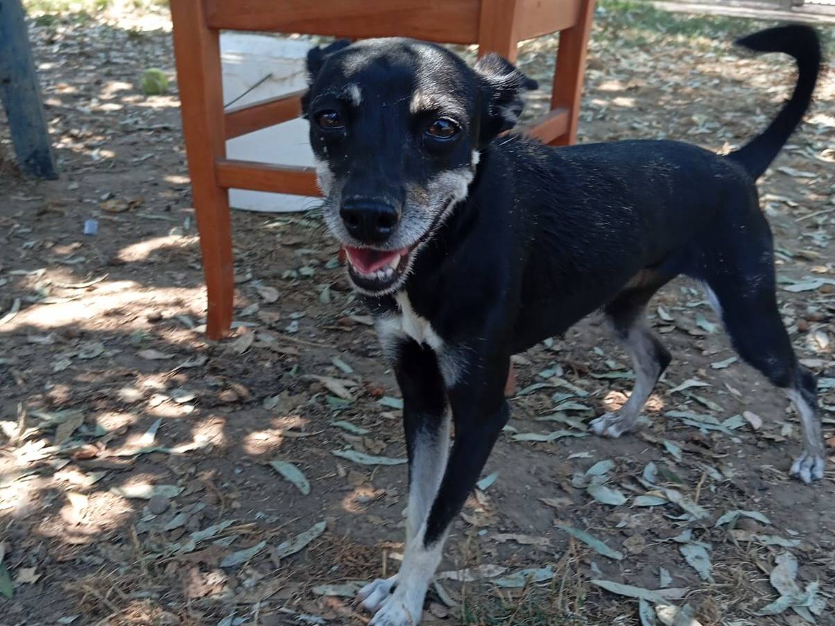 Adotta un cane, taglia piccola, femmina, Caserta