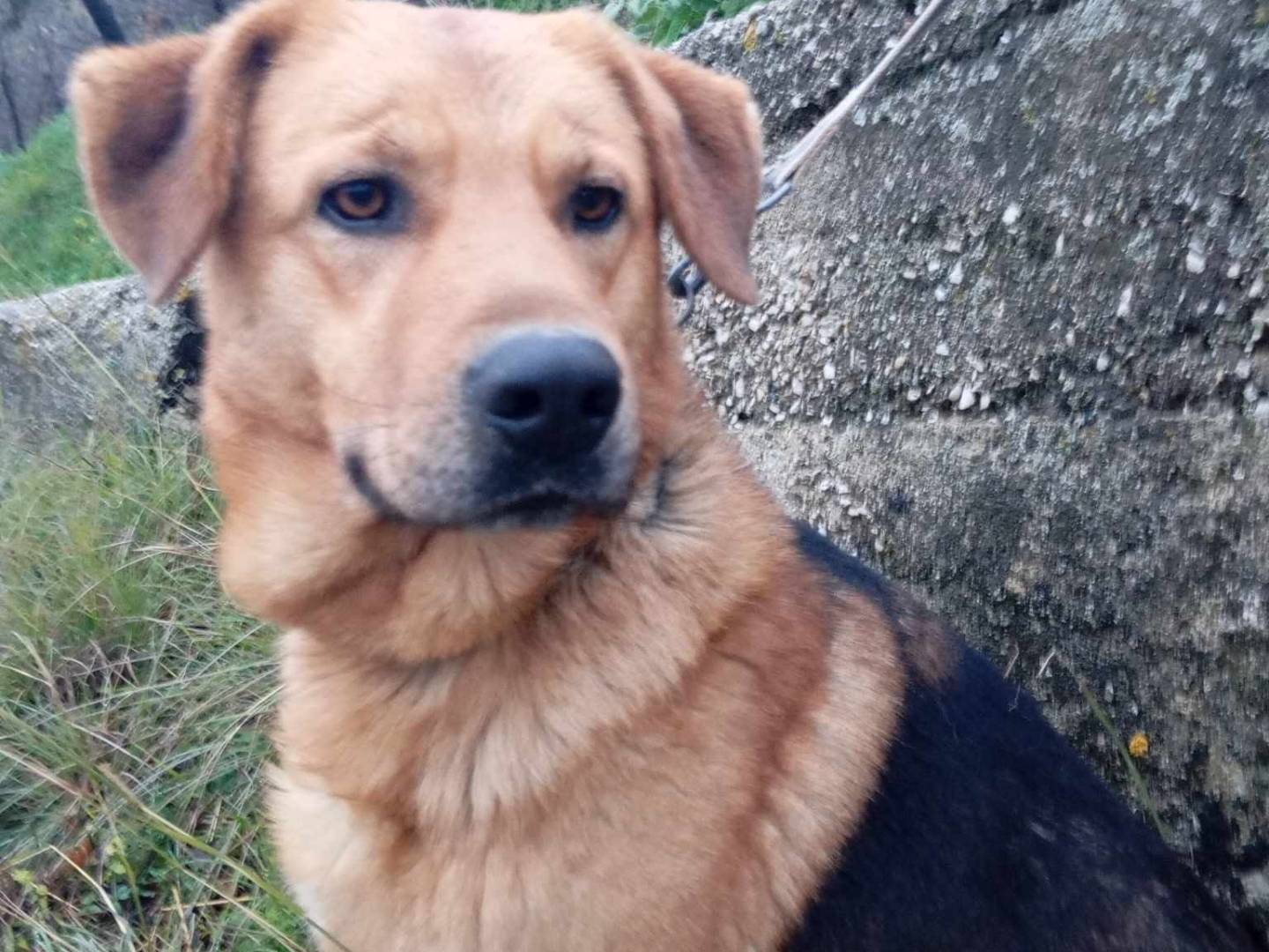 Adotta un cane, maschio, 2 anni  e 5 mesi , Salerno