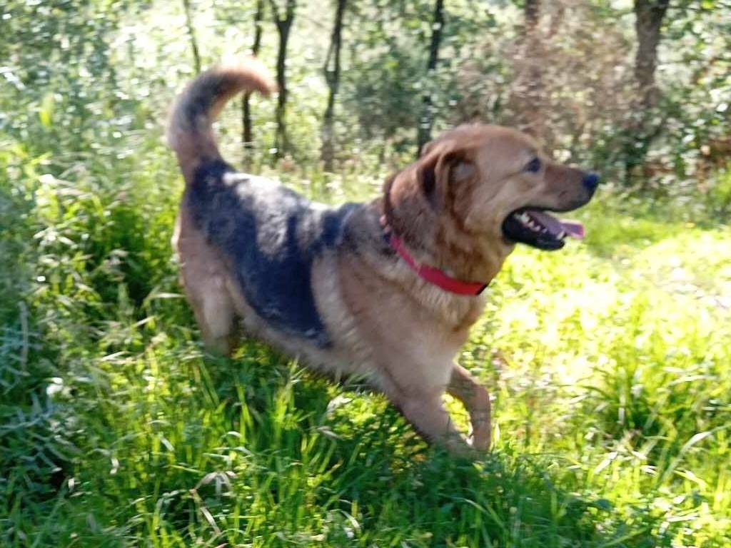 Adotta un cane, taglia media, maschio, Salerno