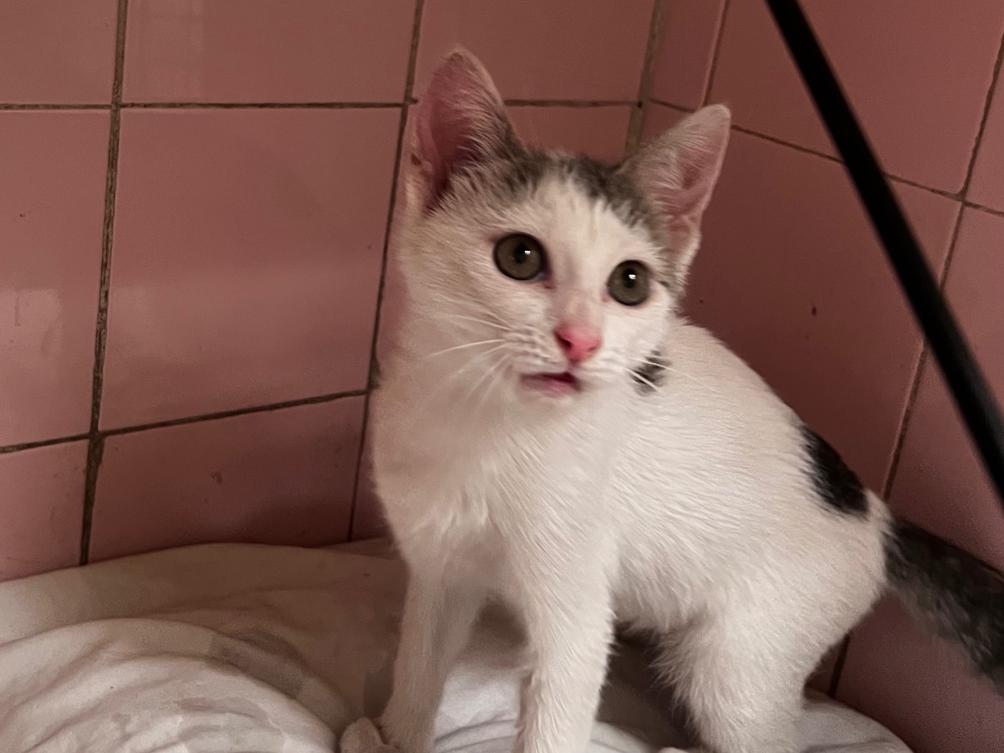Adotta un gatto, femmina, 2 mesi, Milano