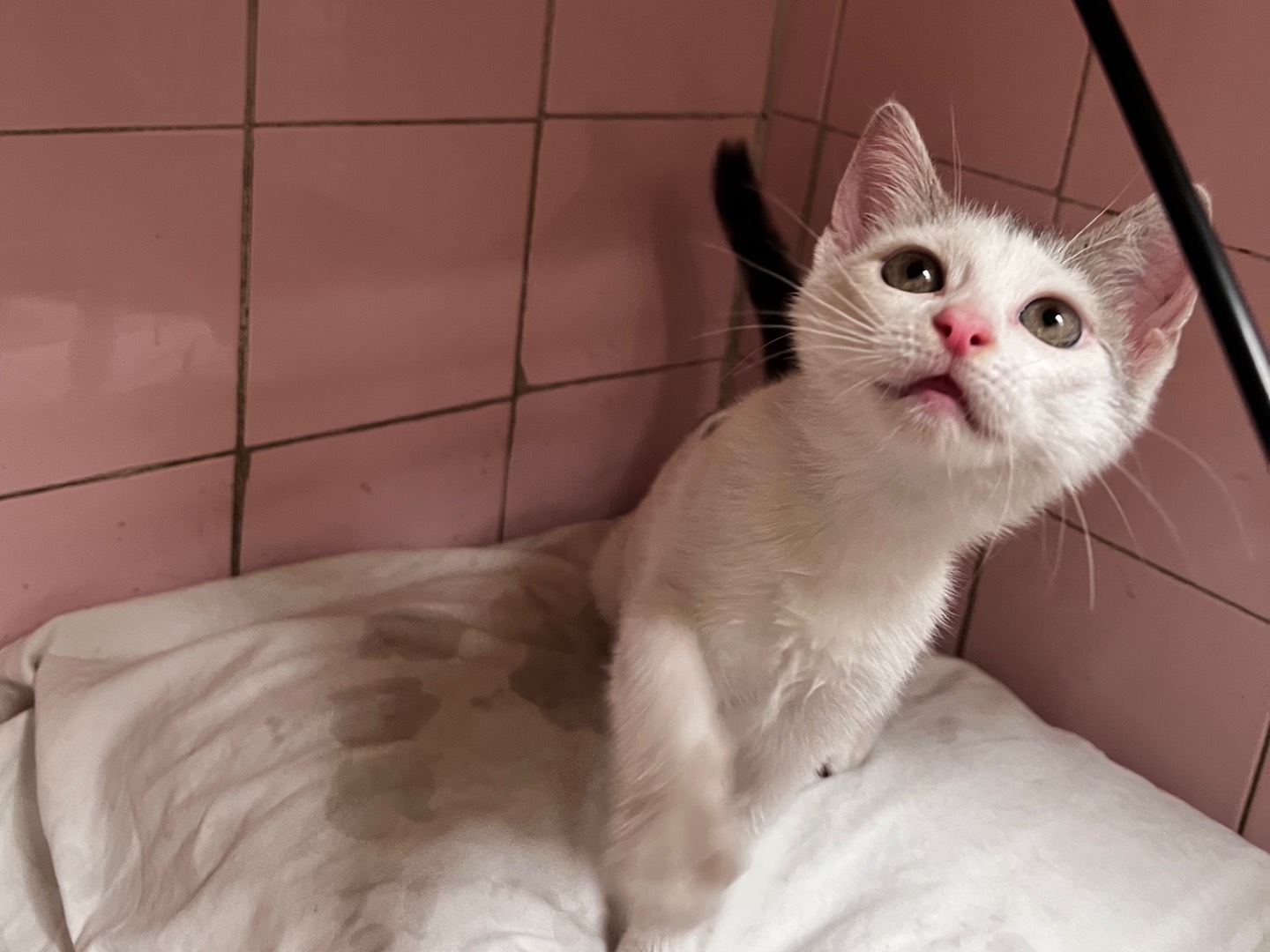 Adotta un gatto, taglia non valida, femmina, Milano