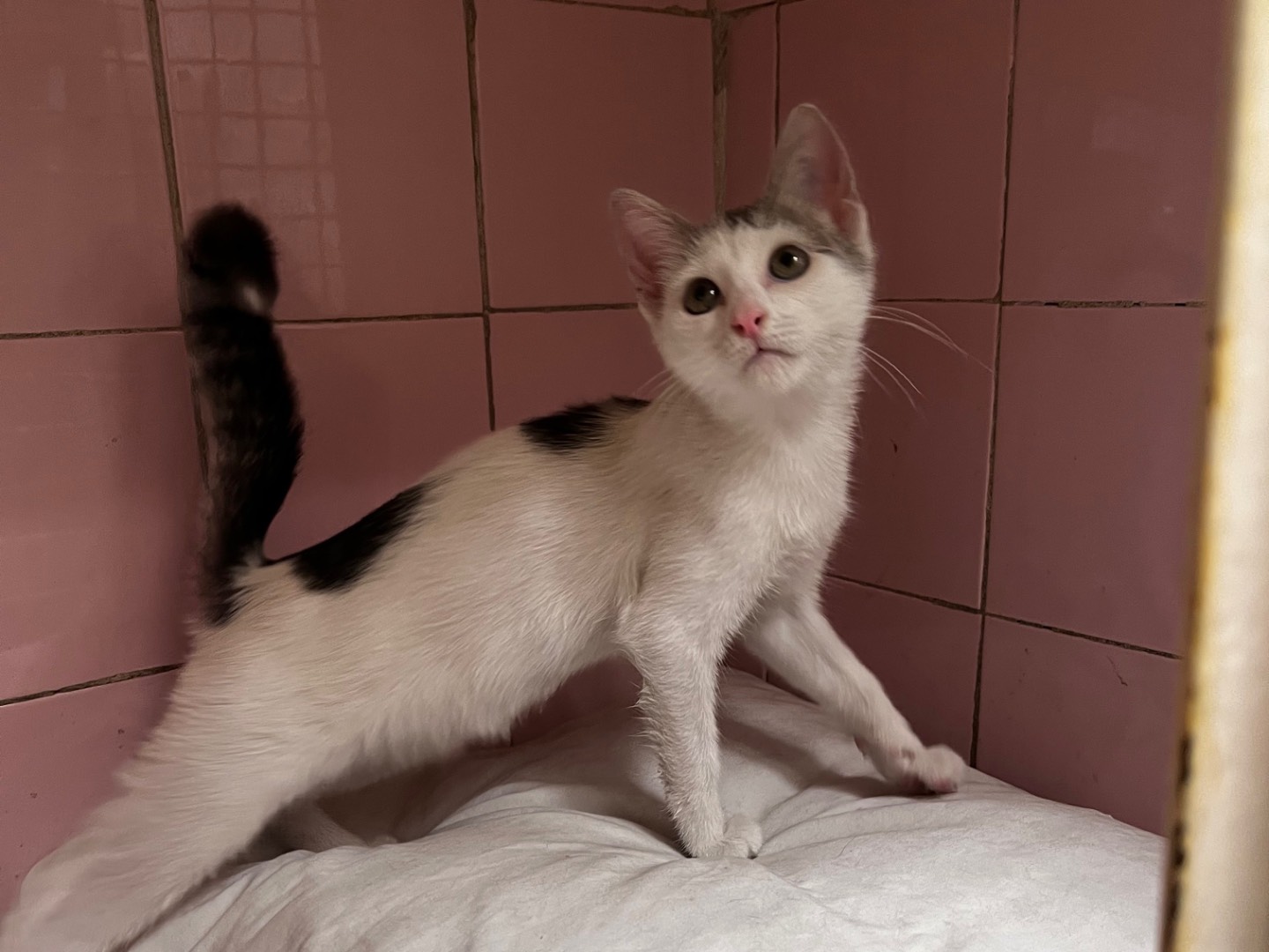 Vuoi adottare un gatto a Milano?