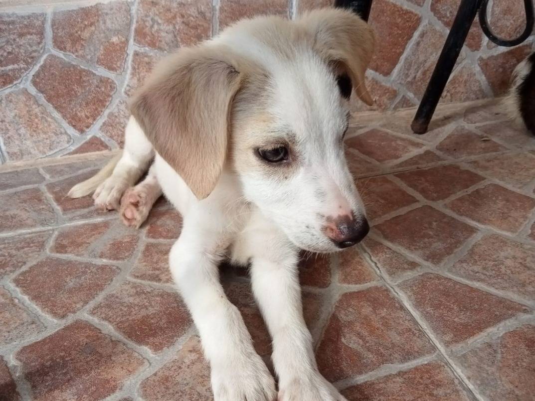 Foto dell'animale