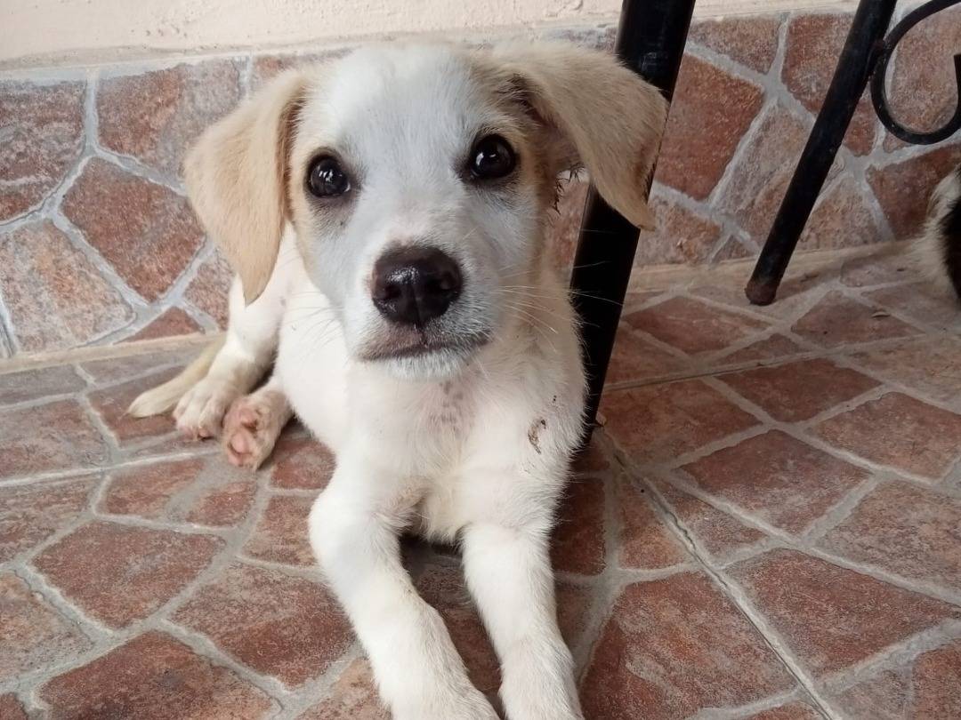 Adotta un cane, taglia piccola, maschio, Pavia