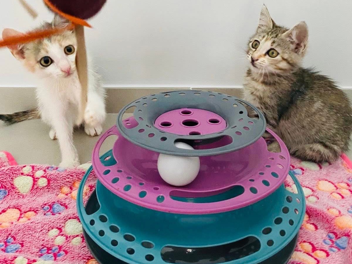 Adotta un gatto, femmina, 2 mesi, Barletta