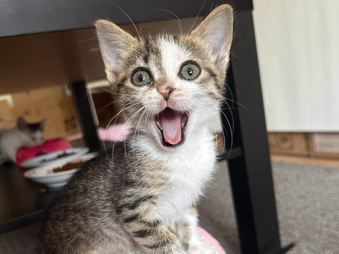 Adotta un gatto, femmina, 2 mesi, Brescia