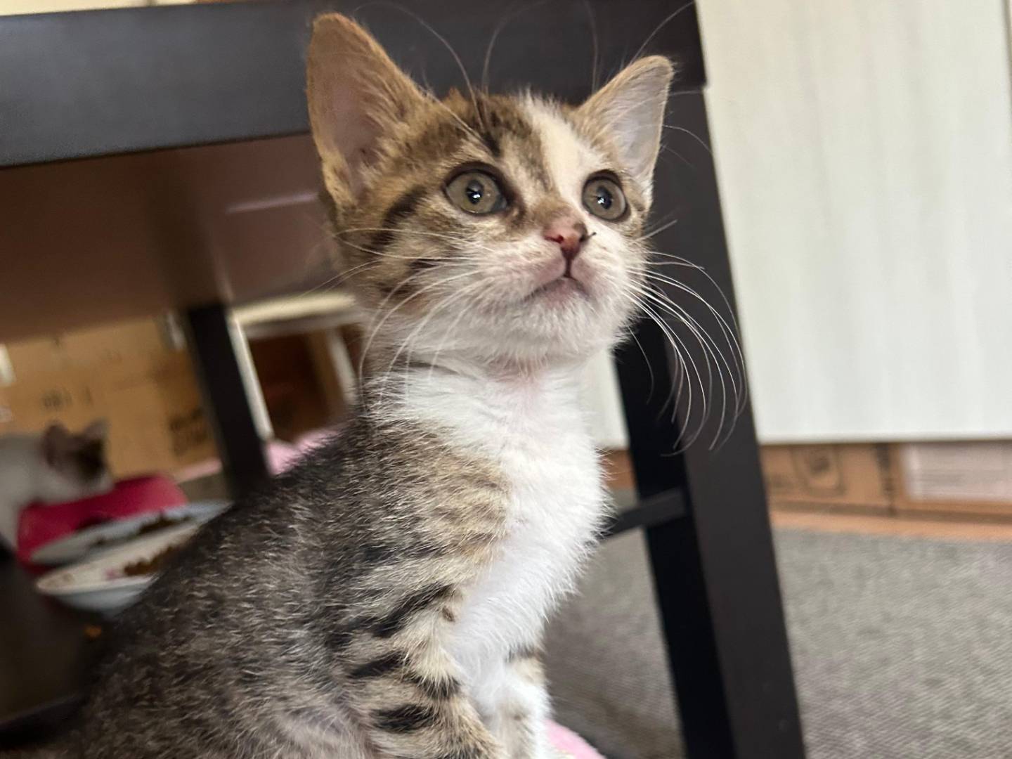 Adotta un gatto, taglia non valida, femmina, Brescia