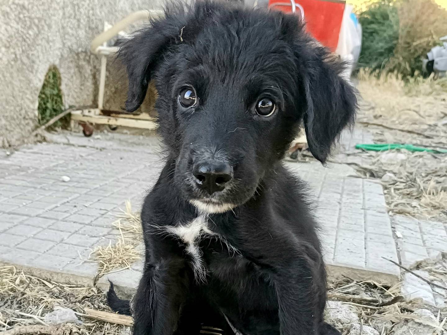 Vuoi adottare un cane a Palermo?