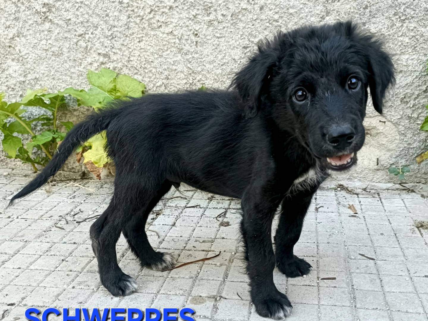 Adotta il cane Schweppes  a Palermo