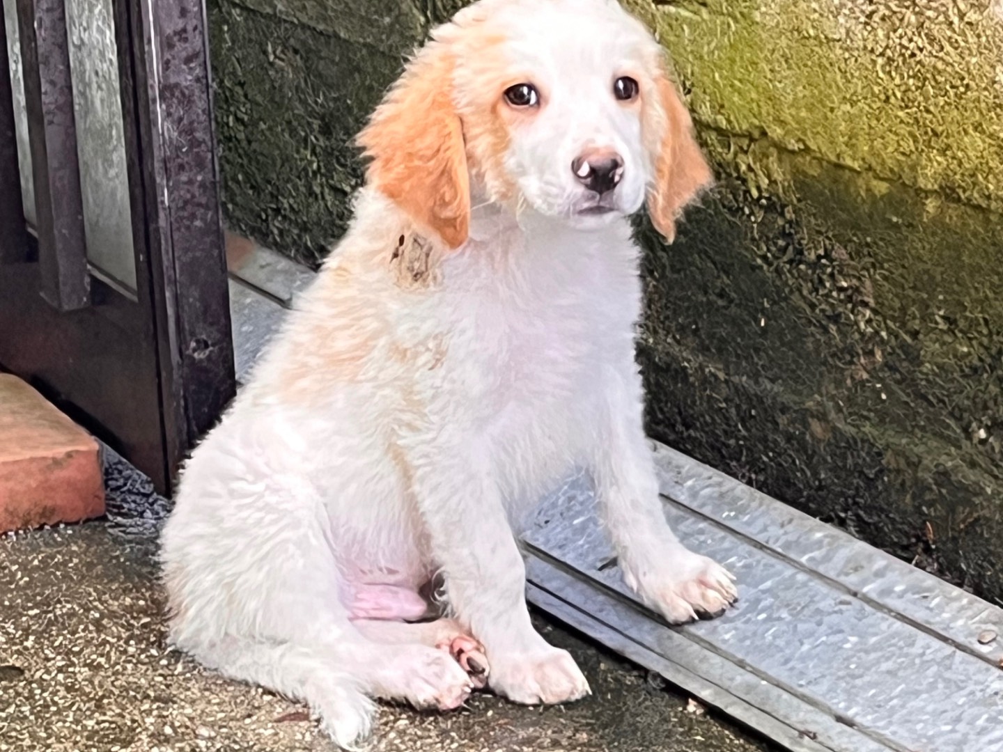 Adozione cane, maschio, Razza sconosciuta Razza sconosciuta, 1 mesi, taglia media, Salerno