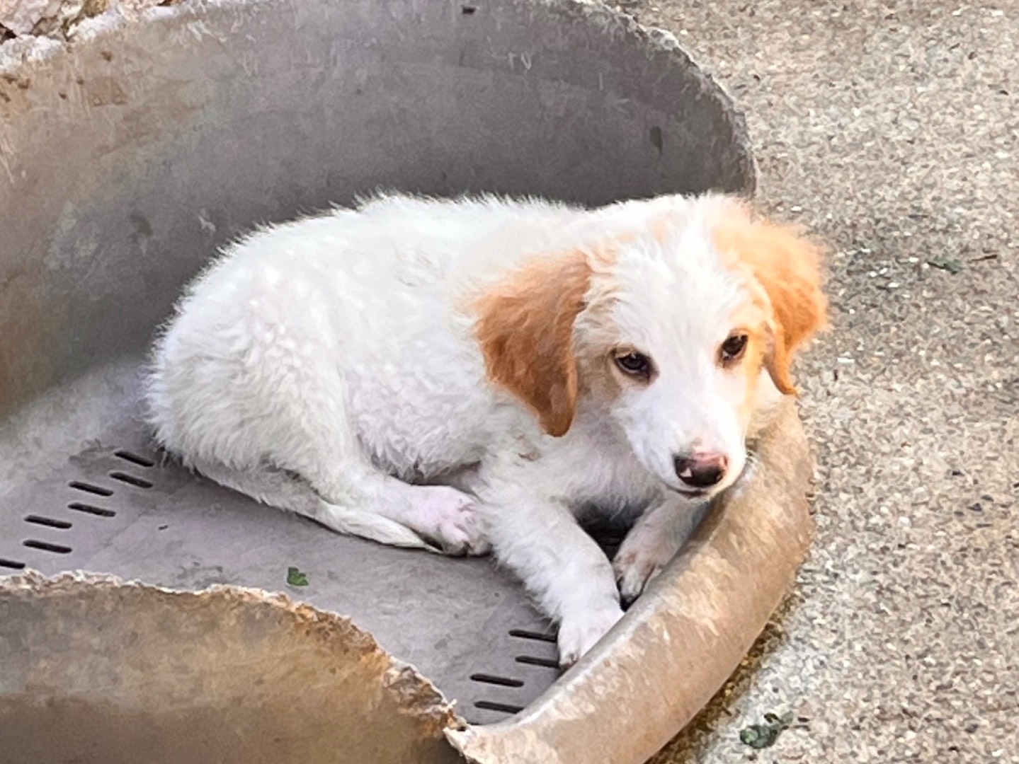 Adotta un cane, maschio, 1 mesi, Salerno