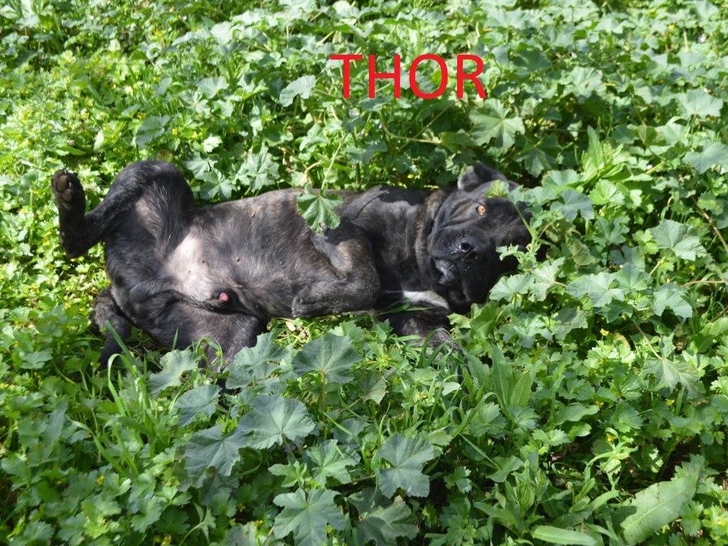 Adotta un cane, taglia gigante, maschio, Lecce