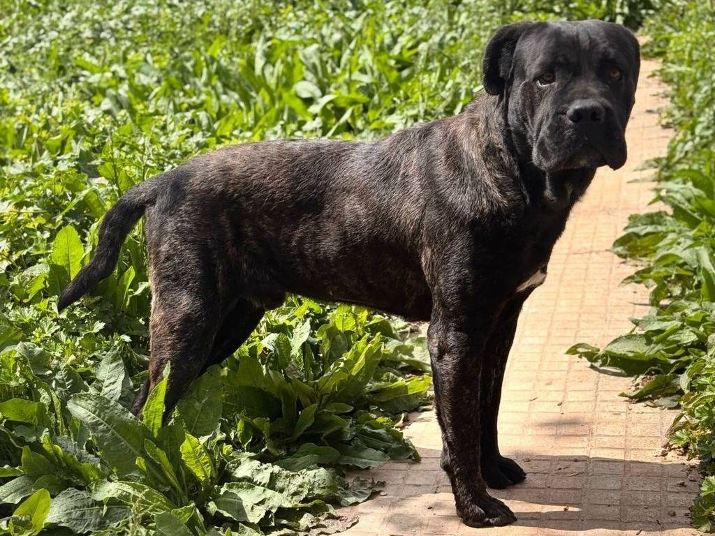 Vuoi adottare un cane a Lecce?