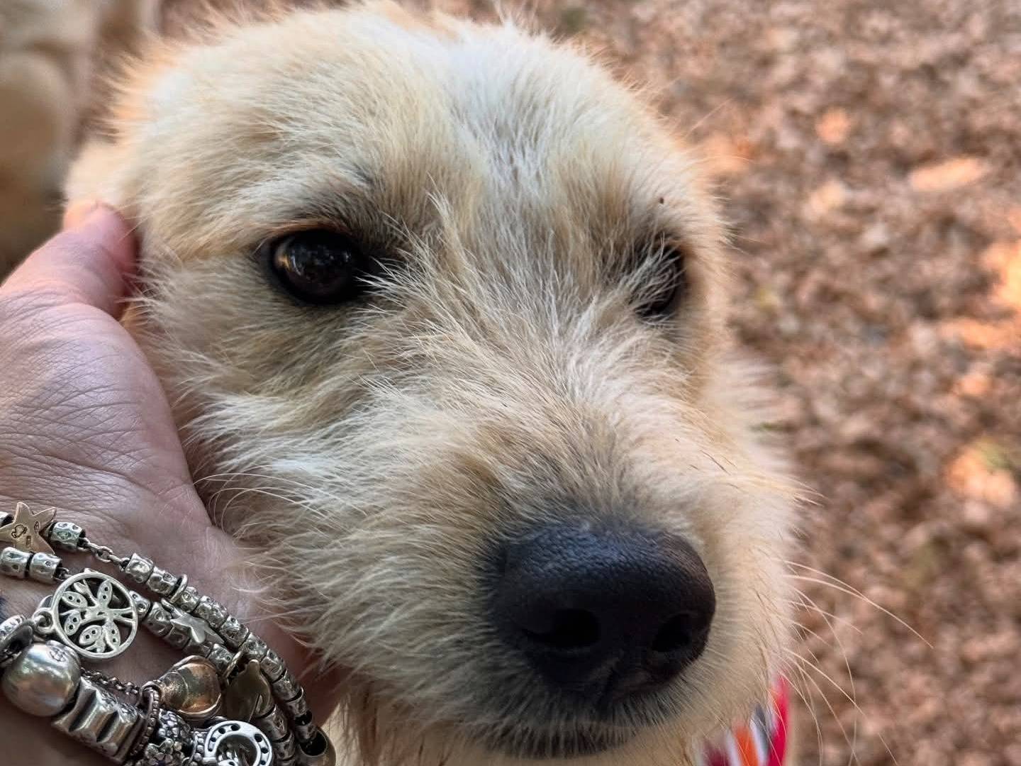 Adotta un cane, femmina, 6 mesi, Lecce