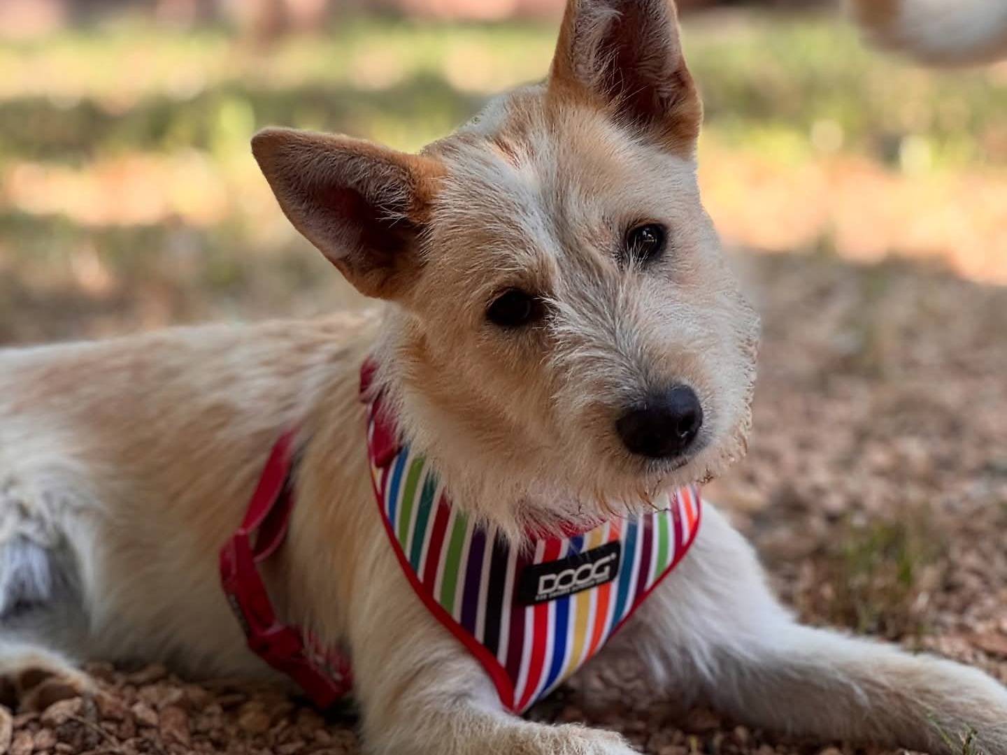 Adotta un cane, taglia media contenuta, femmina, Lecce