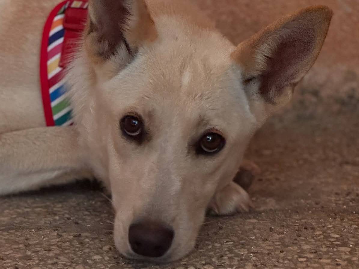 Vuoi adottare un cane a Lecce?